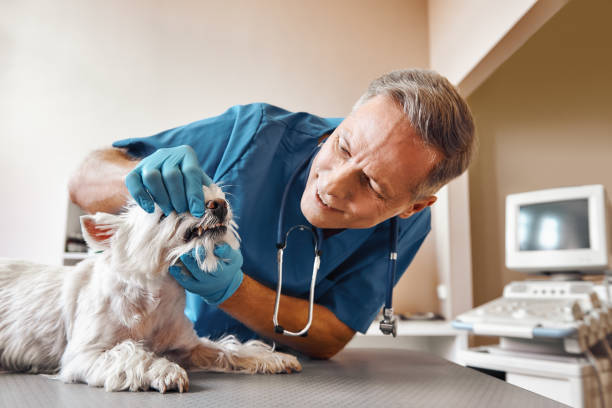 Best Walk-In Emergency Dentist in Leominster, MA
